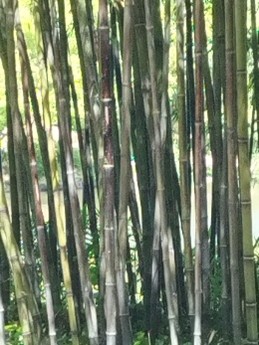 Parc oriental de Maulévrier (2025)